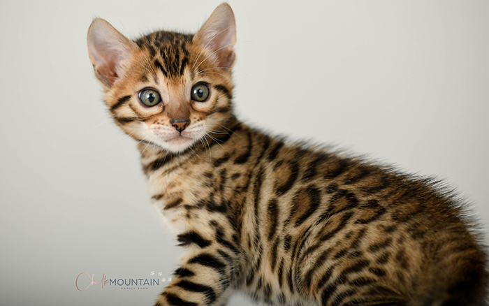 Bengal kitten for sale